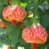 Orange Abutilon Plant - 4-6 Inch Flowering Shrub - Bright Orange Blooms