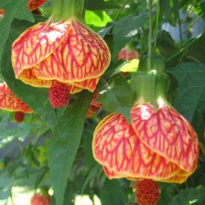 Orange Abutilon Plant - 4-6 Inch Flowering Shrub - Bright Orange Blooms
