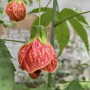 Swedish Ivy Vine Plant - 3 to 6 Inch Trailing Houseplant