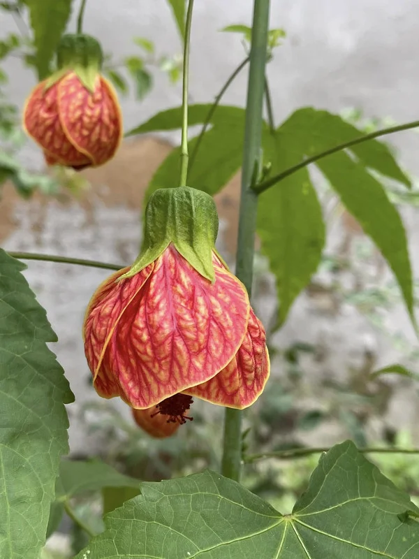 Swedish Ivy Vine Plant - 3 to 6 Inch Trailing Houseplant