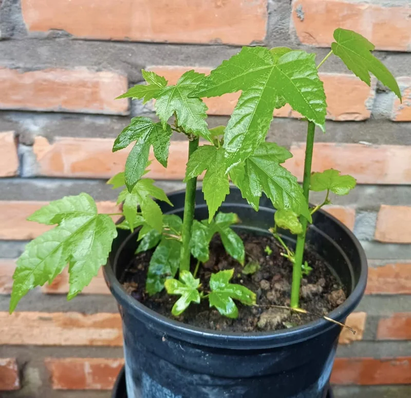 Swedish Ivy Vine Plant - 3 to 6 Inch Trailing Houseplant