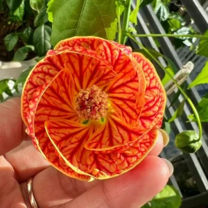 Swedish Ivy Vine Plant - 3 to 6 Inch Trailing Houseplant