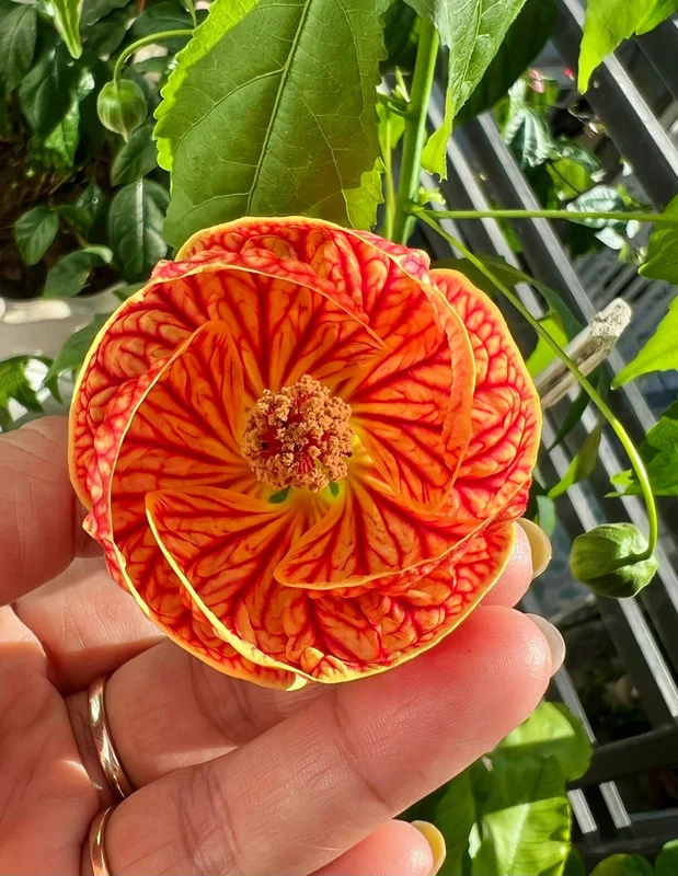 Swedish Ivy Vine Plant - 3 to 6 Inch Trailing Houseplant