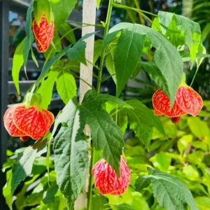 Swedish Ivy Vine Plant - 3 to 6 Inch Trailing Houseplant