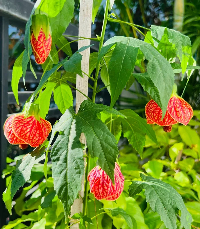 Swedish Ivy Vine Plant - 3 to 6 Inch Trailing Houseplant