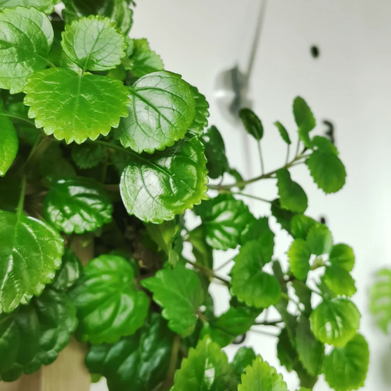 Swedish Ivy Vine Plant - 3 to 6 Inch Trailing Houseplant