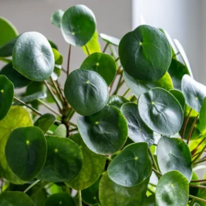 Chinese Money Plant Pilea Peperomioides 6