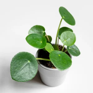 Chinese Money Plant Pilea Peperomioides 6