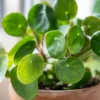 Chinese Money Plant Pilea Peperomioides 6" Pot Indoor Plant