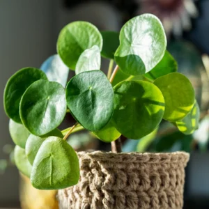 Pilea Peperomioides Chinese Money Plant - 4 Inch Potted Indoor Plant