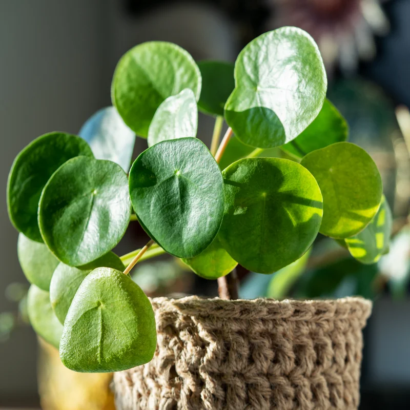 Pilea Peperomioides Chinese Money Plant - 4 Inch Potted Indoor Plant