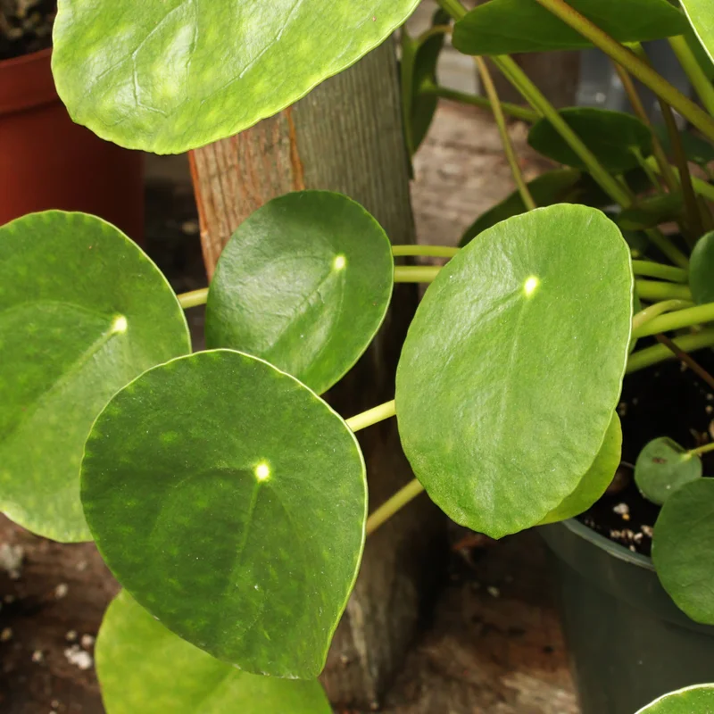 Pilea Peperomioides Chinese Money Plant - 4 Inch Potted Indoor Plant