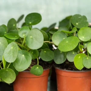 Pilea Peperomioides Chinese Money Plant - 4 Inch Potted Indoor Plant