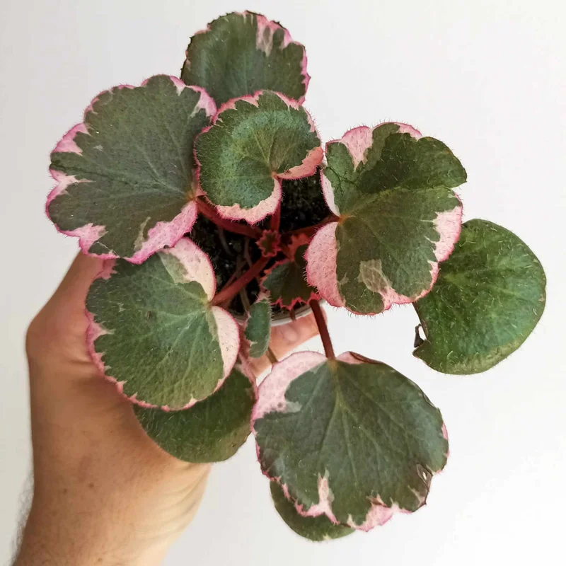 Tricolor Strawberry Begonia Plant 2" Pot Saxifraga Stolonifera