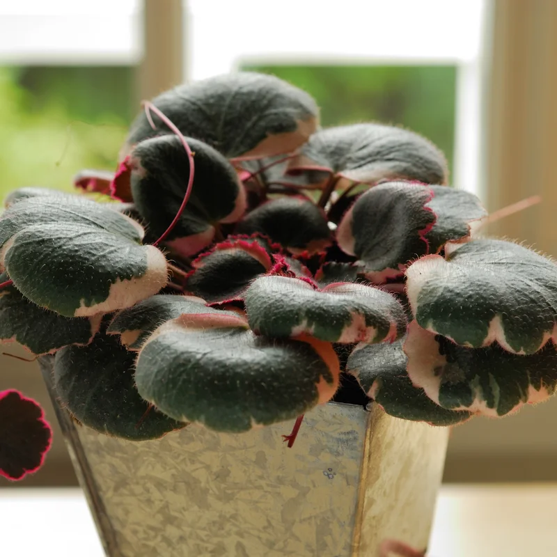 Tricolor Strawberry Begonia Plant 2" Pot Saxifraga Stolonifera