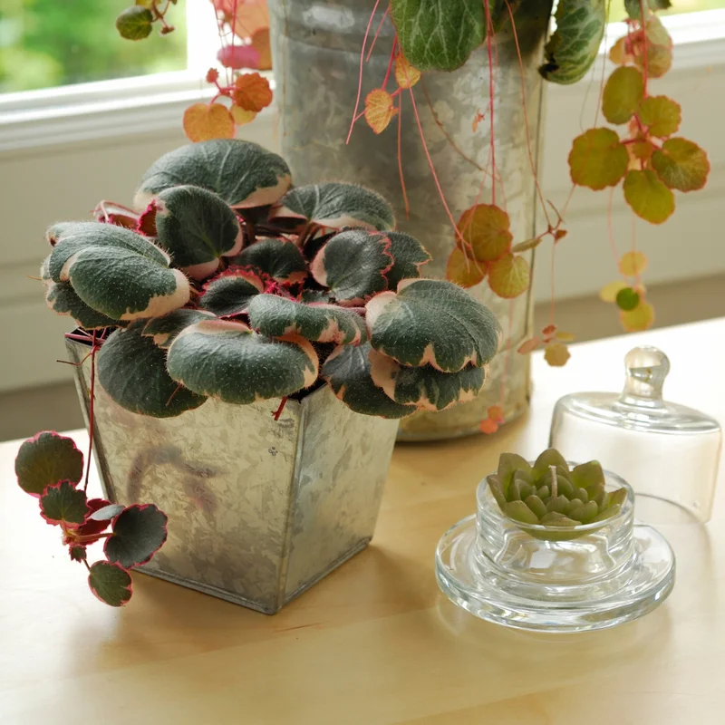 Tricolor Strawberry Begonia Plant 2" Pot Saxifraga Stolonifera