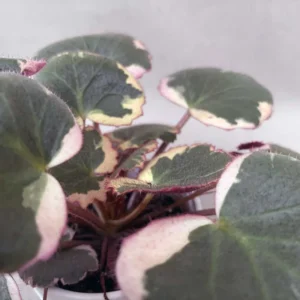 Tricolor Strawberry Begonia Plant 4