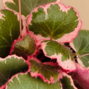 Tricolor Strawberry Begonia Plant 4