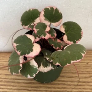 Tricolor Strawberry Begonia Plant 4