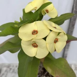 Yellow Crown of Thorns Euphorbia milii Plant - 2 Inch Pot - Flowering Succulent