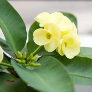 Yellow Crown of Thorns Euphorbia milii Plant - 2 Inch Pot - Flowering Succulent