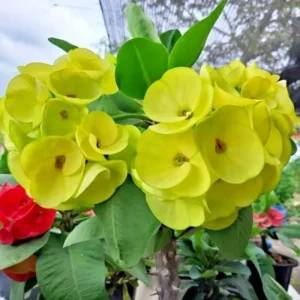 Yellow Crown of Thorns Euphorbia milii Plant - 2 Inch Pot - Flowering Succulent