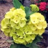 Yellow Crown of Thorns Euphorbia milii Plant - 2 Inch Pot - Flowering Succulent