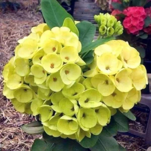 Yellow Crown of Thorns Euphorbia milii Plant - 2 Inch Pot - Flowering Succulent