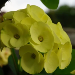 Yellow Crown of Thorns Euphorbia milii Plant - 2 Inch Pot - Flowering Succulent