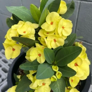 Yellow Crown of Thorns Plant, Euphorbia milii, 4 inch Pot, Flowering Succulent