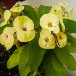 Yellow Crown of Thorns Plant, Euphorbia milii, 4 inch Pot, Flowering Succulent