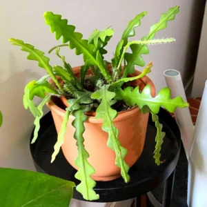 Fishbone Cactus Plant - Epiphyllum Ric Rac Cactus 2 inch Pot