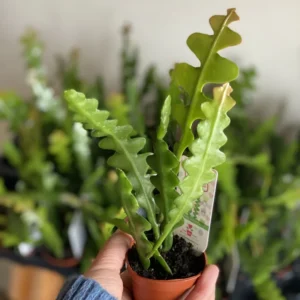 Fishbone Cactus Plant - Epiphyllum Ric Rac Cactus 2 inch Pot