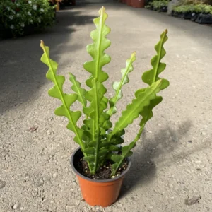 Fishbone Cactus Plant Epiphyllum Ric Rac 4 inch Pot Unusual Indoor Plant