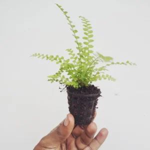 Lemon Button Fern Plant 2