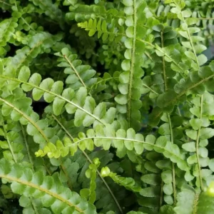 Lemon Button Fern Plant 2