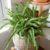 Lemon Button Fern Plant 2" Pot Nephrolepis cordifolia Indoor Air Purifier