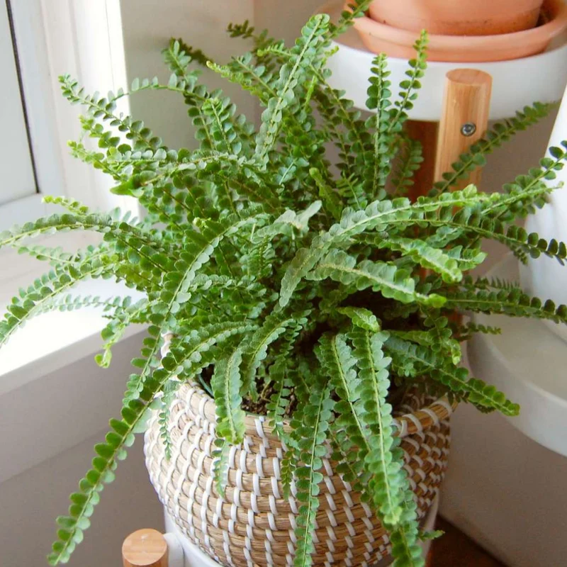 Lemon Button Fern Plant 2" Pot Nephrolepis cordifolia Indoor Air Purifier