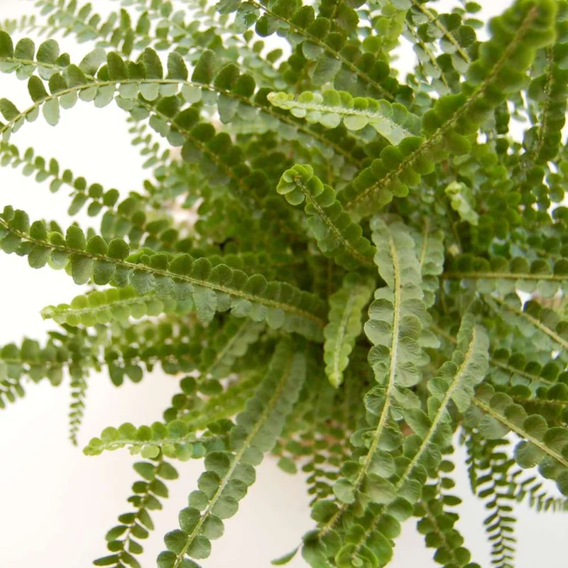 Lemon Button Fern Plant 2" Pot Nephrolepis cordifolia Indoor Air Purifier