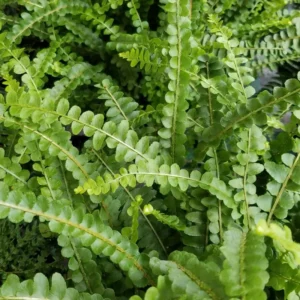 Lemon Button Fern Plant 2" Pot Nephrolepis cordifolia Indoor Air Purifier