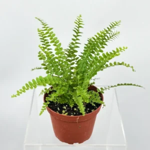 Lemon Button Fern Plant 4-inch Pot, Nephrolepis cordifolia Indoor