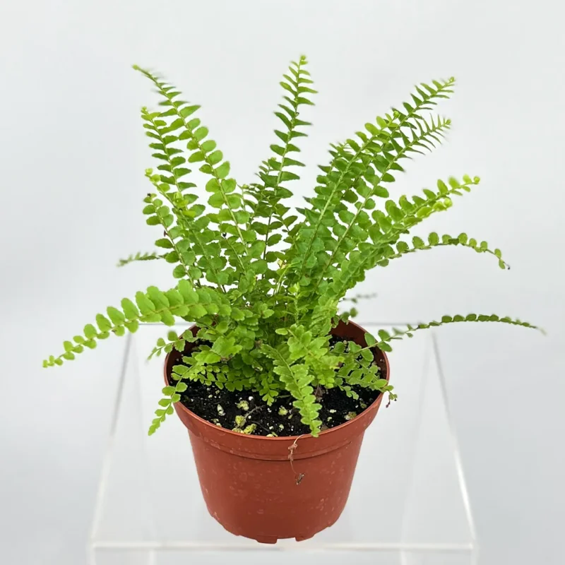 Lemon Button Fern Plant 4-inch Pot, Nephrolepis cordifolia Indoor