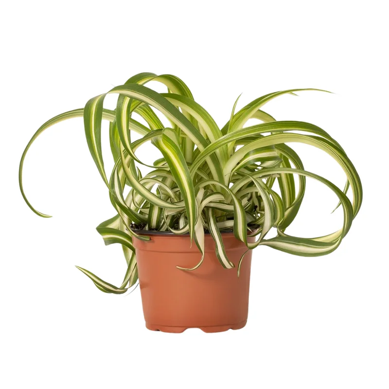 Curly Spider Plant 4-Inch Pot - Easy Care Houseplant