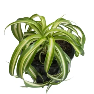 Curly Spider Plant 4-Inch Pot - Easy Care Houseplant