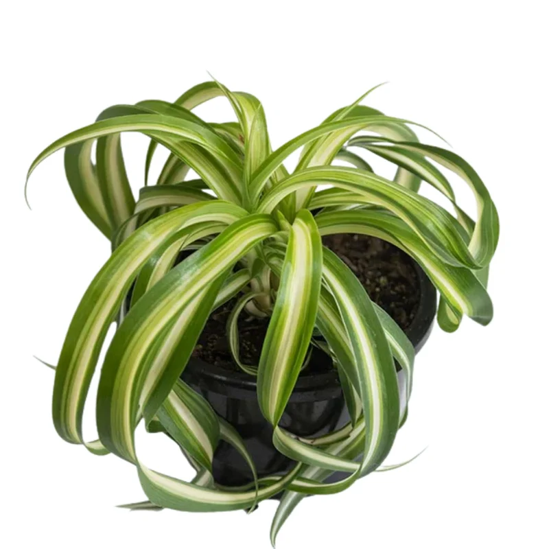 Curly Spider Plant 4-Inch Pot - Easy Care Houseplant