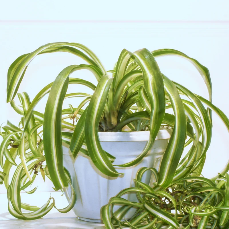 Curly Spider Plant 4-Inch Pot - Easy Care Houseplant