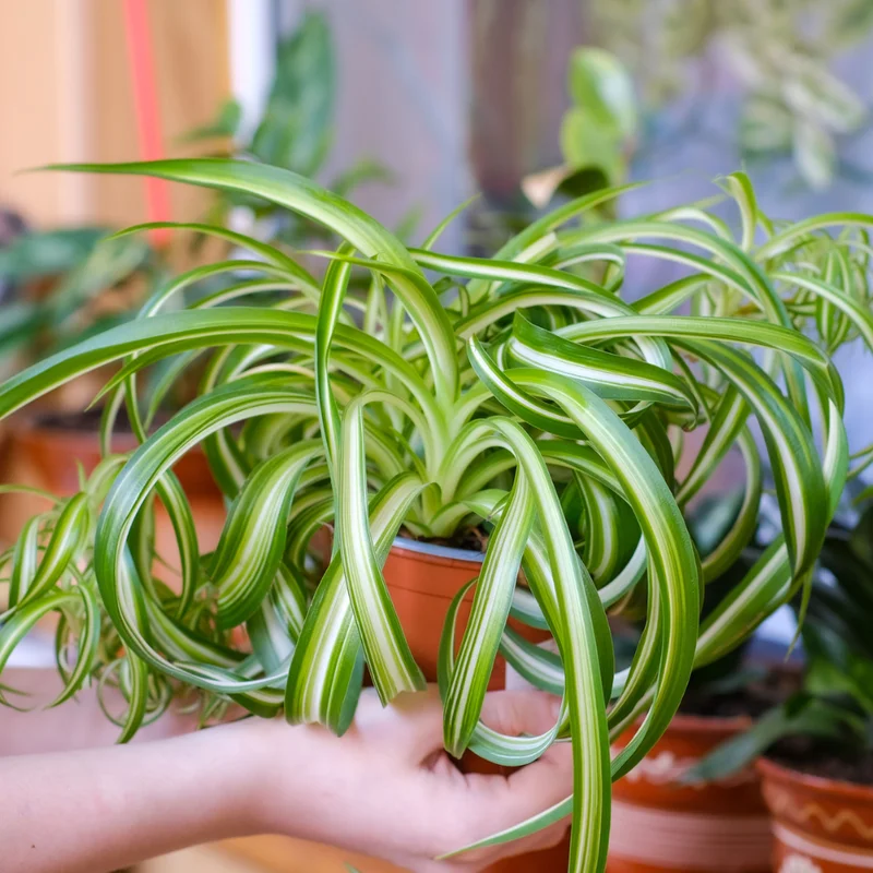 Curly Spider Plant 4-Inch Pot - Easy Care Houseplant