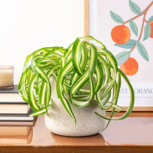 Curly Spider Plant 4-Inch Pot - Easy Care Houseplant