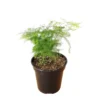 Plumosa Fern Plant Asparagus Fern 4" Pot Indoor Air Purifier