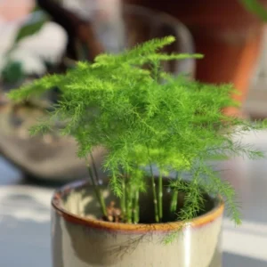 Plumosa Fern Plant Asparagus Fern 4